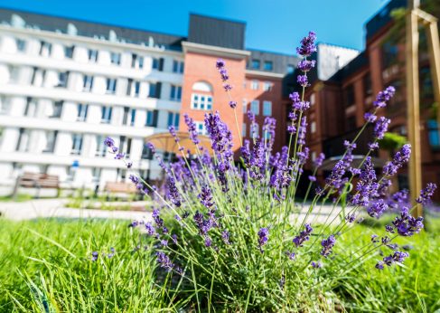 Rezydencja Dyrekcyjna emeis